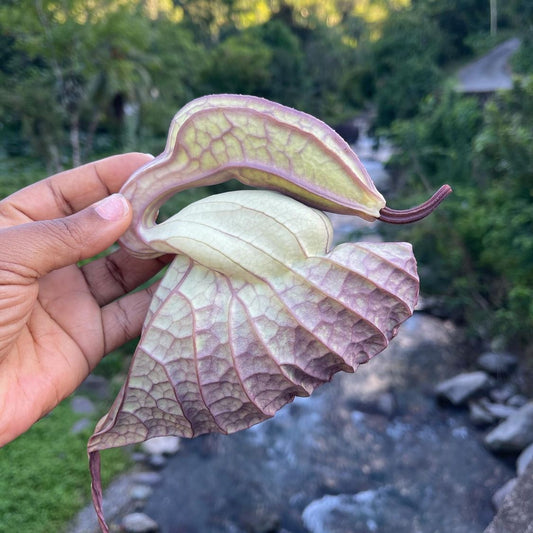 What are the benefits of the duck flower?