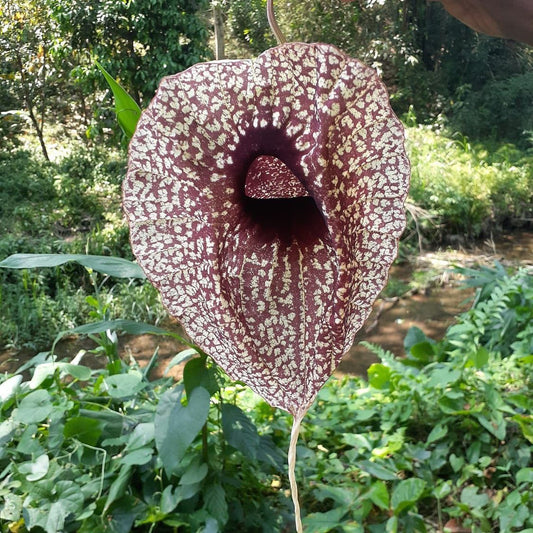 What is the duck flower